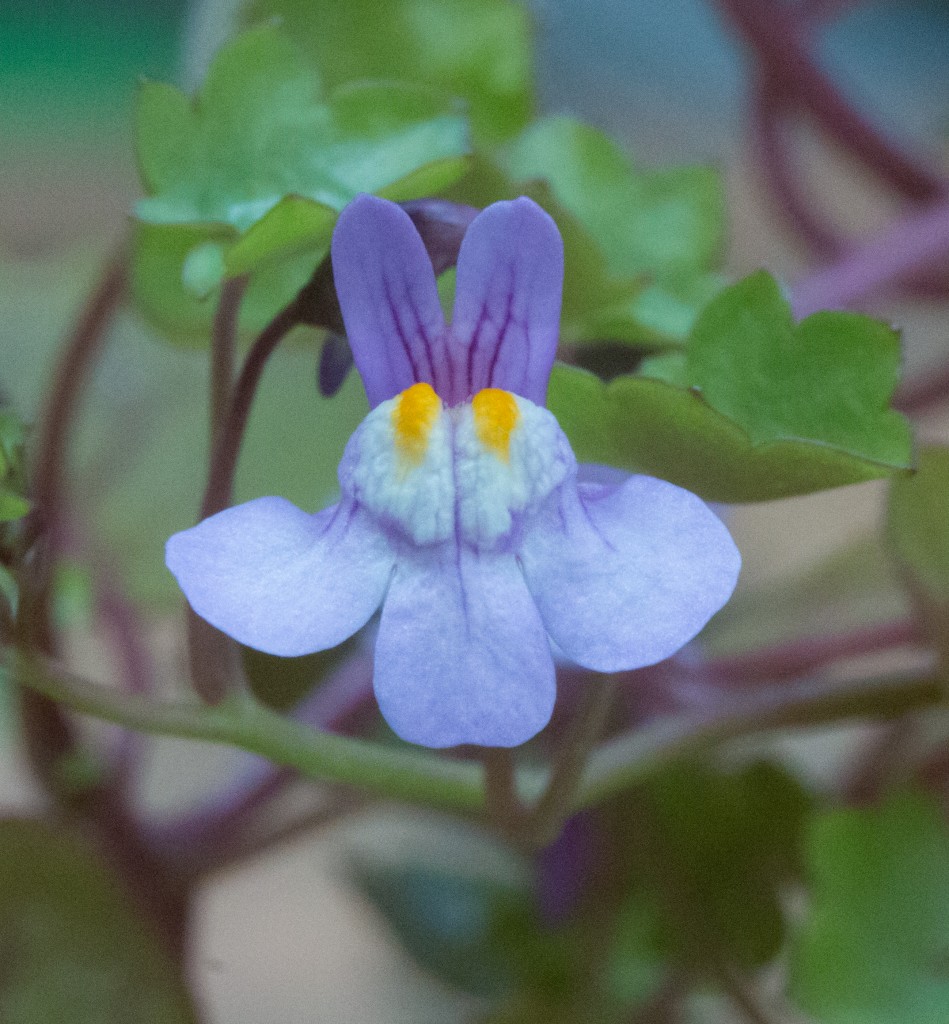 Ivy leaved toadflax flower close-up