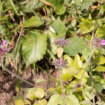 Wild Basil - Clinopodium vulgare - Sheepleas-2